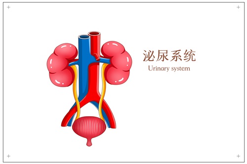 摄图网_401791916_泌尿系统医疗插画（企业商用）.jpg